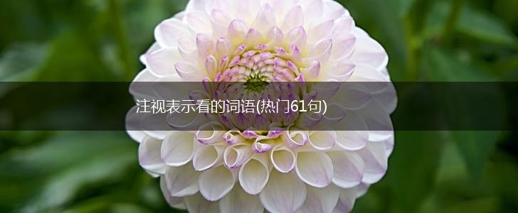 注视表示看的词语(热门61句),第1张