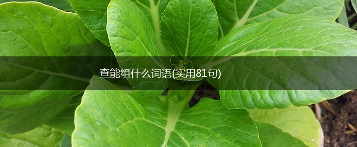 查能组什么词语(实用81句),第1张