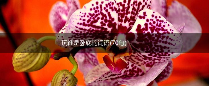 玩谁是卧底的词语(70句),第1张
