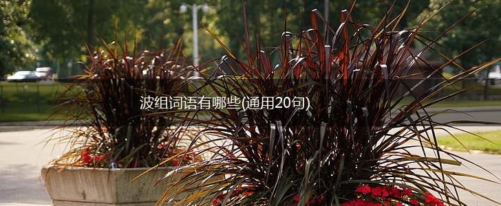 波组词语有哪些(通用20句),第1张