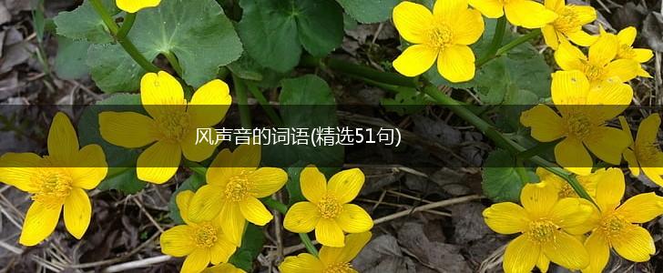 风声音的词语(精选51句),第1张
