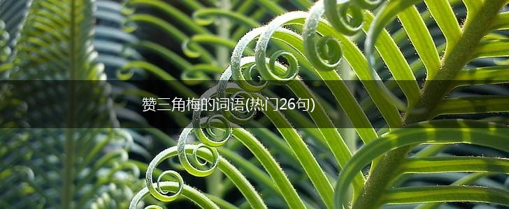 赞三角梅的词语(热门26句),第1张