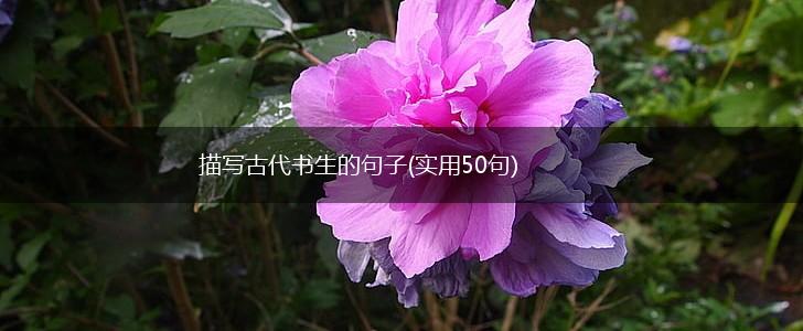 描写古代书生的句子(实用50句),第1张