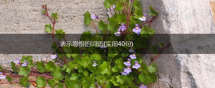 表示怨恨的词语(实用40句),第1张
