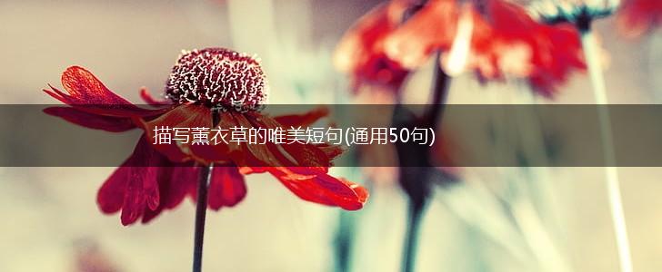 描写薰衣草的唯美短句(通用50句),第1张