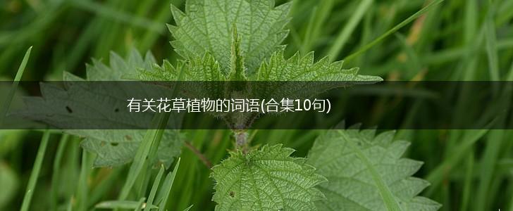 有关花草植物的词语(合集10句),第1张