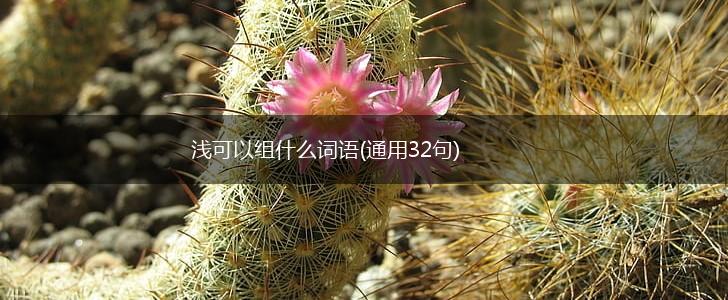 浅可以组什么词语(通用32句),第1张