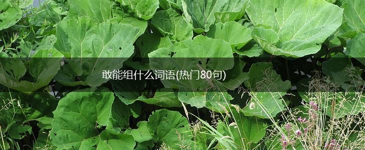敢能组什么词语(热门80句),第1张