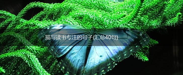 描写读书专注的句子(汇总40句),第1张