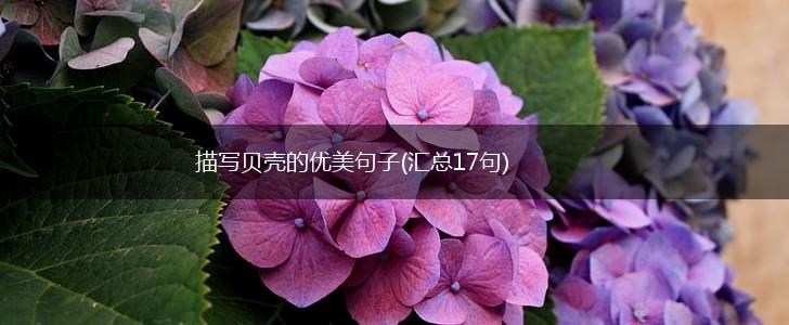 描写贝壳的优美句子(汇总17句),第1张