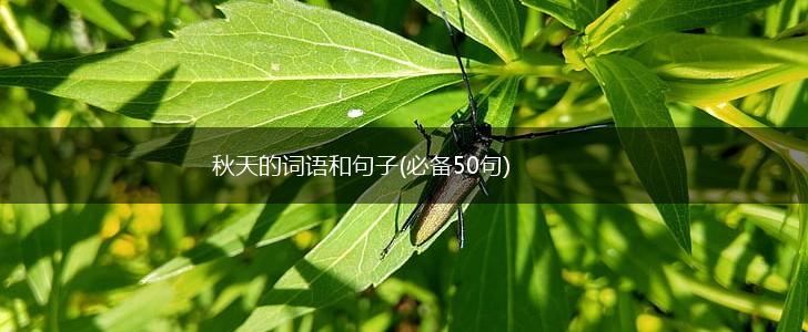 秋天的词语和句子(必备50句),第1张