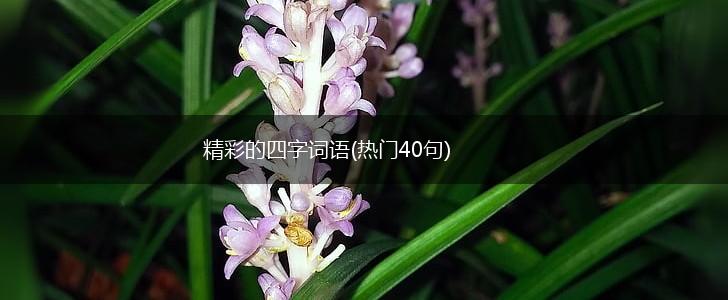 精彩的四字词语(热门40句),第1张