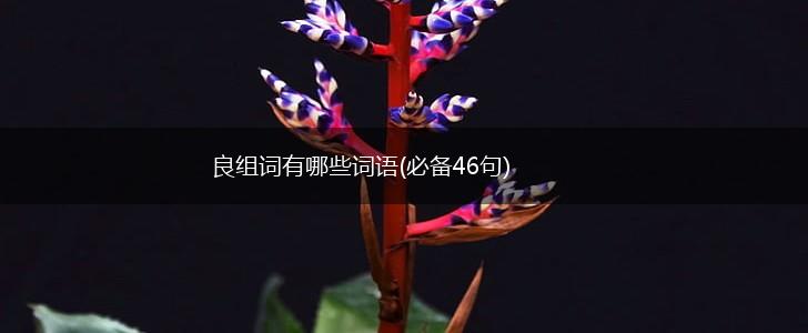 良组词有哪些词语(必备46句),第1张