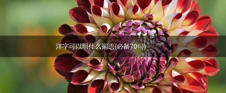 洋字可以组什么词语(必备70句),第1张