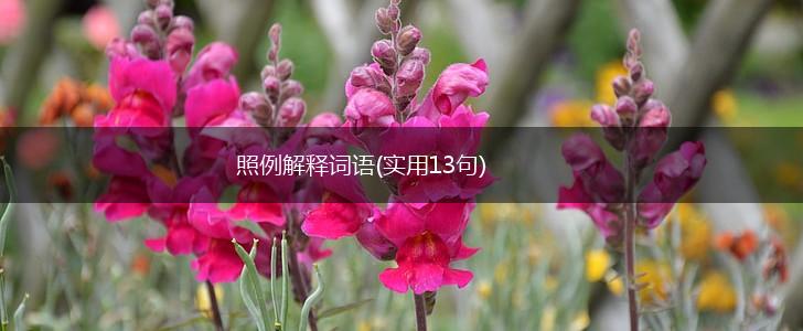 照例解释词语(实用13句),第1张