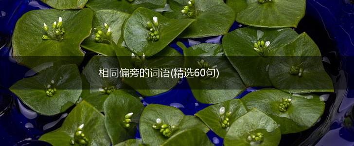 相同偏旁的词语(精选60句),第1张
