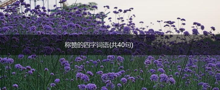 称赞的四字词语(共40句),第1张