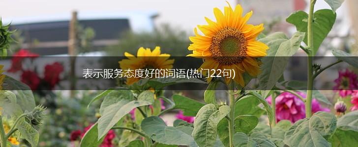 表示服务态度好的词语(热门22句),第1张