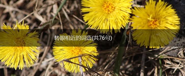 转眼相近的词语(共76句),第1张