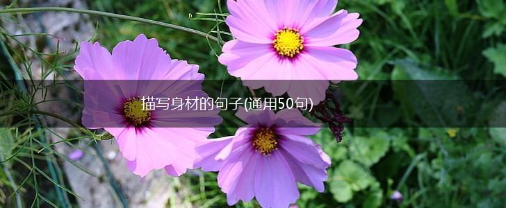 描写身材的句子(通用50句),第1张