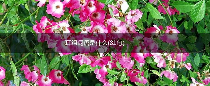 耳组词语是什么(81句),第1张