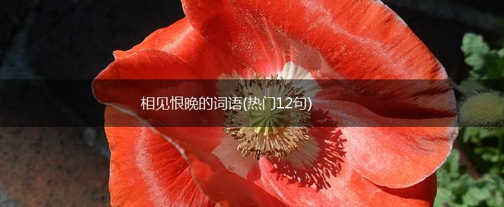 相见恨晚的词语(热门12句),第1张