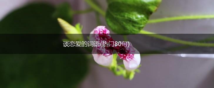 谈恋爱的词语(热门80句),第1张