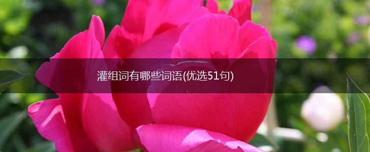 灌组词有哪些词语(优选51句),第1张
