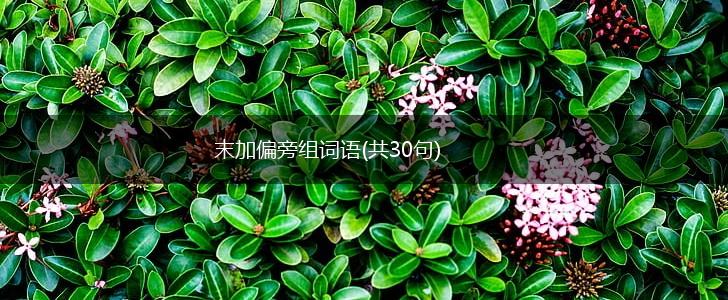 末加偏旁组词语(共30句),第1张
