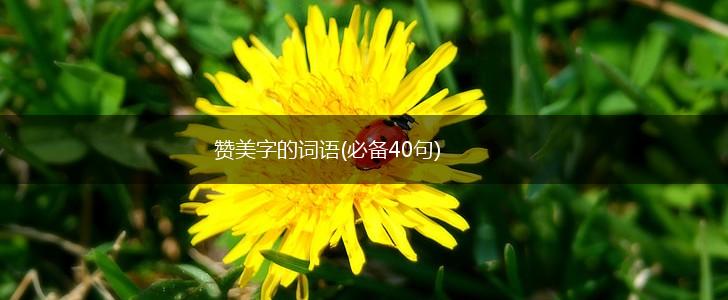 赞美字的词语(必备40句),第1张