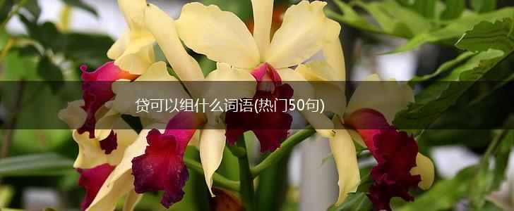 贷可以组什么词语(热门50句),第1张
