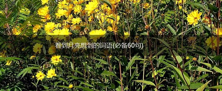 看到月亮想到的词语(必备60句),第1张