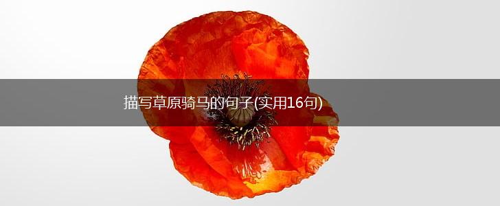 描写草原骑马的句子(实用16句),第1张