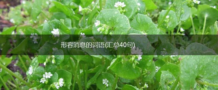 形容消息的词语(汇总40句),第1张