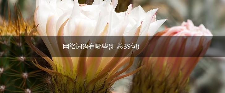 网络词语有哪些(汇总39句),第1张