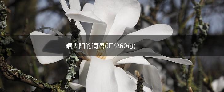 晒太阳的词语(汇总60句),第1张