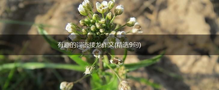 有趣的词语接龙作文(精选9句),第1张