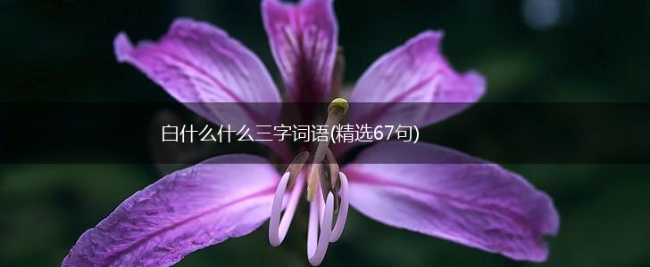 白什么什么三字词语(精选67句),第1张