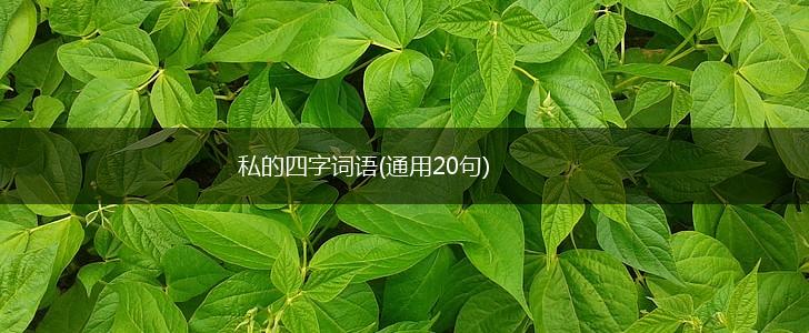 私的四字词语(通用20句),第1张