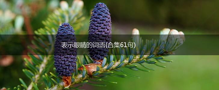表示眼睛的词语(合集61句),第1张