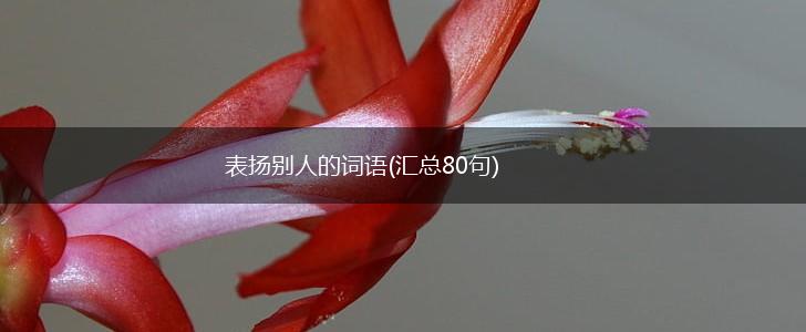 表扬别人的词语(汇总80句),第1张