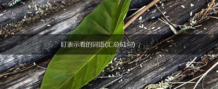 盯表示看的词语(汇总61句),第1张