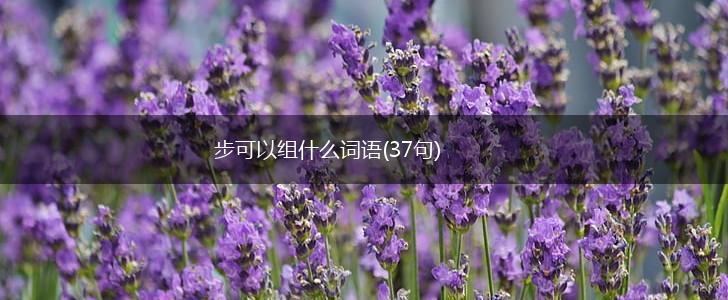 步可以组什么词语(37句),第1张