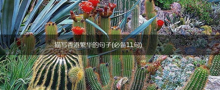 描写香港繁华的句子(必备11句),第1张