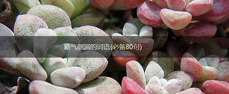 霸气侧漏的词语(必备80句),第1张