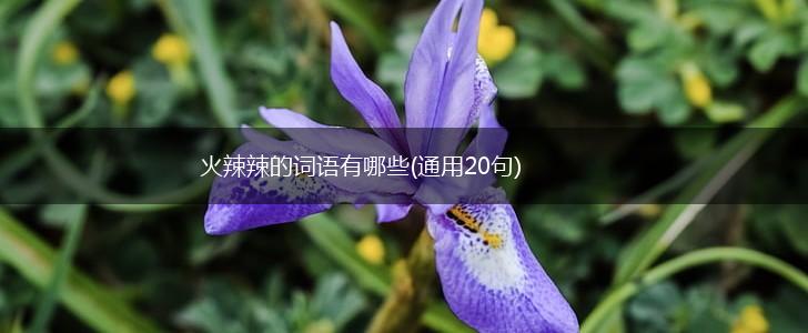 火辣辣的词语有哪些(通用20句),第1张