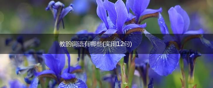 教的词语有哪些(实用12句),第1张