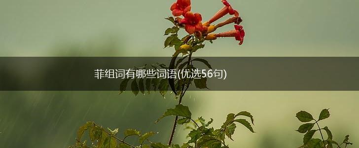 菲组词有哪些词语(优选56句),第1张
