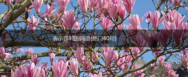 表示锋利的词语(热门40句),第1张