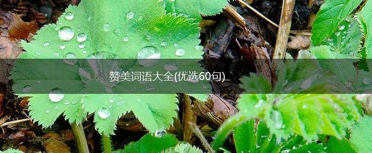 赞美词语大全(优选60句),第1张